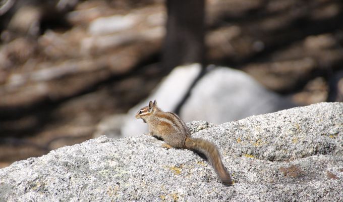 A chipmunk warming up under the spring sun on a rock